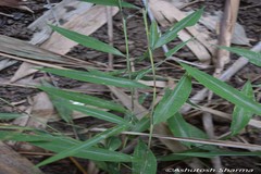 Microstegium fasciculatum